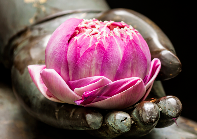 zenmedicinals-portfolio